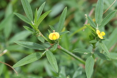 Stylosanthes guianensis